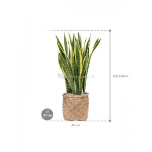 Plant in Pot Sansevieria Trifasciata Laurentii 110 cm kamerplant in Bohemian Bamboo 37 cm bloempot