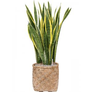 Plant in Pot Sansevieria Trifasciata Laurentii 110 cm kamerplant in Bohemian Bamboo 37 cm bloempot