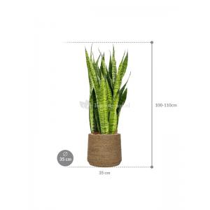 Plant in Pot Sansevieria Zeylanica 110 cm kamerplant in Bohemian Straw Grass 35 cm bloempot