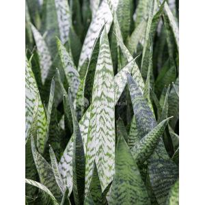 Plant in Pot Sansevieria Zeylanica 95 cm kamerplant in Rough Black Washed 25 cm bloempot