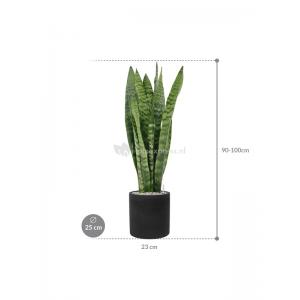 Plant in Pot Sansevieria Zeylanica 95 cm kamerplant in Rough Black Washed 25 cm bloempot