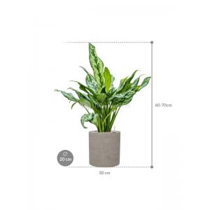 Plant in Pot Aglaonema Miss Julliete 70 cm kamerplant in Rough Grey Washed 20 cm bloempot