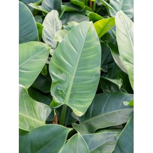 Plant in Pot Philodendron Imperial Green 70 cm kamerplant in Rough Grey Washed 25 cm bloempot