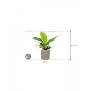 Plant in Pot Philodendron Imperial Green 70 cm kamerplant in Rough Grey Washed 25 cm bloempot