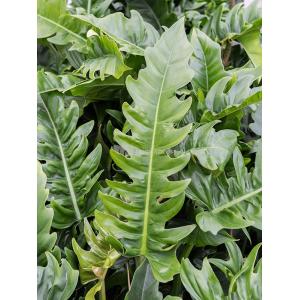 Plant in Pot Philodendron Narrow 65 cm kamerplant in Rough Black Washed 32 cm bloempot