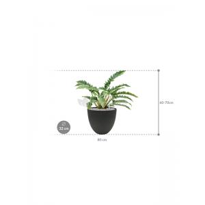 Plant in Pot Philodendron Narrow 65 cm kamerplant in Rough Black Washed 32 cm bloempot