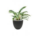 Plant in Pot Philodendron Narrow 65 cm kamerplant in Rough Black Washed 32 cm bloempot