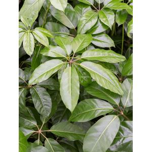 Plant in Pot Schefflera Actinophylla Amate 120 cm kamerplant in Fiberstone Black 50x50 bloempot