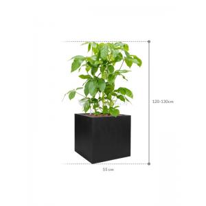 Plant in Pot Schefflera Actinophylla Amate 120 cm kamerplant in Fiberstone Black 50x50 bloempot