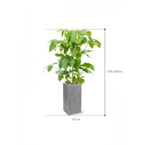 Plant in Pot Schefflera Actinophylla Amate 155 cm kamerplant in Fiberstone Grey 30x30 bloempot