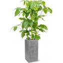 Plant in Pot Schefflera Actinophylla Amate 155 cm kamerplant in Fiberstone Grey 30x30 bloempot