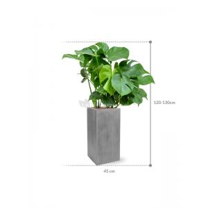 Plant in Pot Monstera Deliciosa 130 cm kamerplant in Fiberstone Grey 30x30 cm bloempot