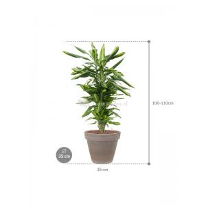 Plant in Pot Dracaena Fragrans Cintho 110 cm kamerplant in Terra Cotta Grijs 35 cm bloempot