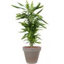 Plant in Pot Dracaena Fragrans Cintho 110 cm kamerplant in Terra Cotta Grijs 35 cm bloempot