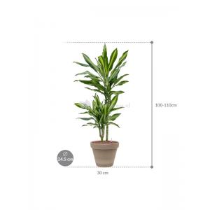 Plant in Pot Dracaena Fragrans Cintho 95 cm kamerplant in Terra Cotta Grijs 24 cm bloempot