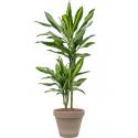 Plant in Pot Dracaena Fragrans Cintho 95 cm kamerplant in Terra Cotta Grijs 24 cm bloempot