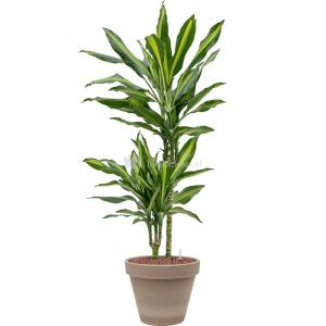 Plant in Pot Dracaena Fragrans Cintho 95 cm kamerplant in Terra Cotta Grijs 24 cm bloempot