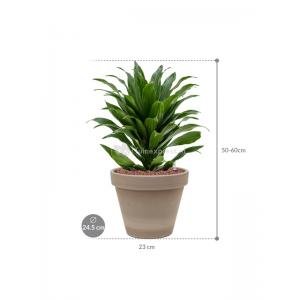 Plant in Pot Dracaena Fragrans Compacta 50 cm kamerplant in Terra Cotta Grijs 24 cm bloempot