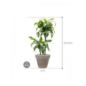 Plant in Pot Dracaena Fragrans Dorado 105 cm kamerplant in Terra Cotta Grijs 35 cm bloempot