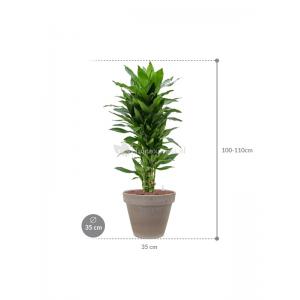 Plant in Pot Dracaena Fragrans Janet Craig 110 cm kamerplant in Terra Cotta Grijs 35 cm bloempot