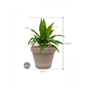 Plant in Pot Dracaena Fragrans Janet Craig 45 cm kamerplant in Terra Cotta Grijs 24 cm bloempot