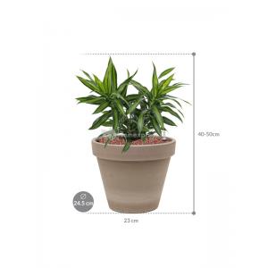 Plant in Pot Dracaena Reflexa Song of Jamaica 40 cm kamerplant in Terra Cotta Grijs 24 cm bloempot