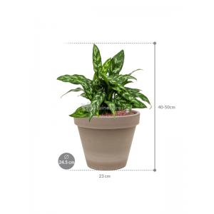 Plant in Pot Aglaonema Maria 40 cm kamerplant in Terra Cotta Grijs 24 cm bloempot