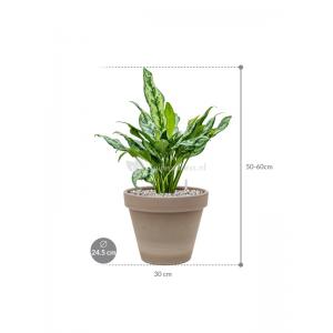 Plant in Pot Aglaonema Miss Julliete 55 cm kamerplant in Terra Cotta Grijs 24 cm bloempot