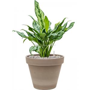 Plant in Pot Aglaonema Miss Julliete 55 cm kamerplant in Terra Cotta Grijs 24 cm bloempot