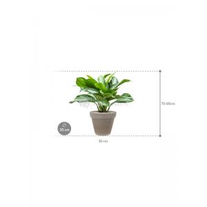 Plant in Pot Aglaonema Silver Bay 80 cm kamerplant in Terra Cotta Grijs 35 cm bloempot