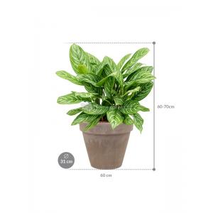 Plant in Pot Aglaonema Stripes 60 cm kamerplant in Terra Cotta Grijs 31 cm bloempot