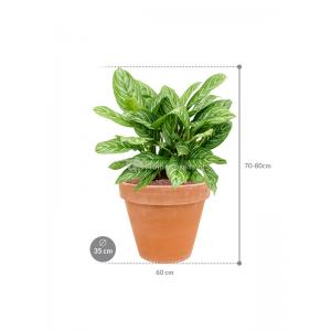 Plant in Pot Aglaonema Stripes 65 cm kamerplant in Terra Cotta Antiek 35 cm bloempot