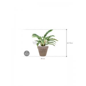 Plant in Pot Philodendron Narrow 60 cm kamerplant in Terra Cotta Grijs 31 cm bloempot