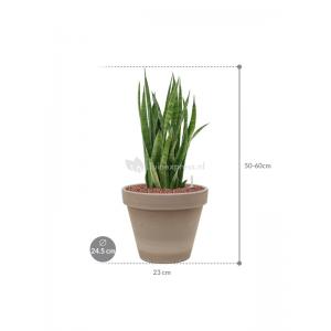 Plant in Pot Sansevieria Kirkii 50 cm kamerplant in Terra Cotta Grijs 24 cm bloempot