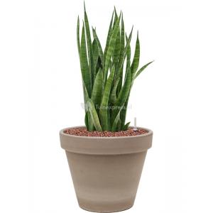 Plant in Pot Sansevieria Kirkii 50 cm kamerplant in Terra Cotta Grijs 24 cm bloempot