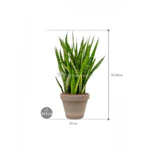 Plant in Pot Sansevieria Kirkii 65 cm kamerplant in Terra Cotta Grijs 24 cm bloempot