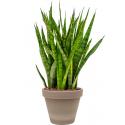 Plant in Pot Sansevieria Kirkii 65 cm kamerplant in Terra Cotta Grijs 24 cm bloempot