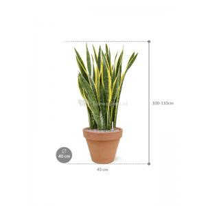 Plant in Pot Sansevieria Trifasciata Laurentii 105 cm kamerplant in Terra Cotta Antiek 40 cm bloempot