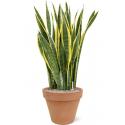 Plant in Pot Sansevieria Trifasciata Laurentii 105 cm kamerplant in Terra Cotta Antiek 40 cm bloempot