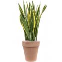 Plant in Pot Sansevieria Trifasciata Laurentii 115 cm kamerplant in Terra Cotta Antiek 36 cm bloempot