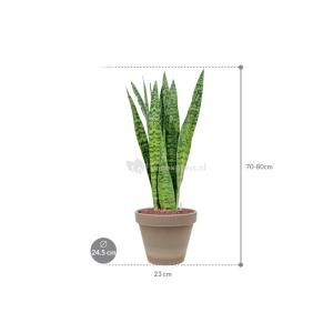 Plant in Pot Sansevieria Zeylanica 70 cm kamerplant in Terra Cotta Grijs 24 cm bloempot