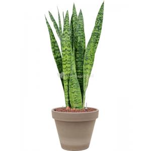 Plant in Pot Sansevieria Zeylanica 70 cm kamerplant in Terra Cotta Grijs 24 cm bloempot