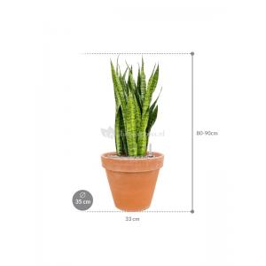 Plant in Pot Sansevieria Zeylanica 80 cm kamerplant in Terra Cotta Antiek 35 cm bloempot