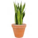 Plant in Pot Sansevieria Zeylanica 80 cm kamerplant in Terra Cotta Antiek 35 cm bloempot