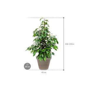 Plant in Pot Ficus Benjamina Danielle 105 cm kamerplant in Terra Cotta Grijs 35 cm bloempot