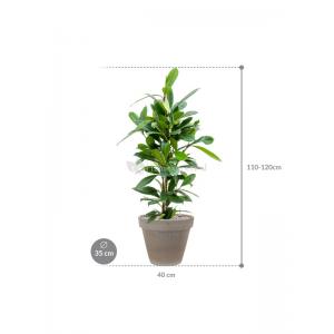 Plant in Pot Ficus Cyathistipula 115 cm kamerplant in Terra Cotta Grijs 35 cm bloempot