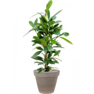 Plant in Pot Ficus Cyathistipula 115 cm kamerplant in Terra Cotta Grijs 35 cm bloempot