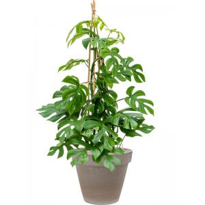 Plant in Pot Monstera Deliciosa Little Sister 105 cm kamerplant in Terra Cotta Grijs 35 cm bloempot