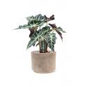 Plant in Pot Alocasia Polly 45 cm kamerplant in Terra Cotta Grijs 20 cm bloempot