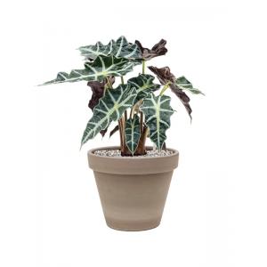 Plant in Pot Alocasia Polly 50 cm kamerplant in Terra Cotta Grijs 24 cm bloempot